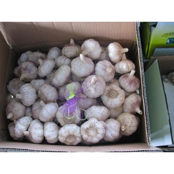 Professional Exporting Normal White Garlic (5.0cm and up)